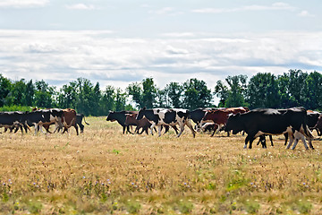 Image showing Cows black and white and brown on meadow