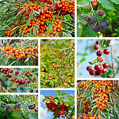 Image showing Berries ripe set