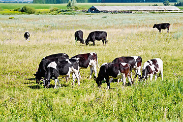 Image showing Cows black and white in meadow