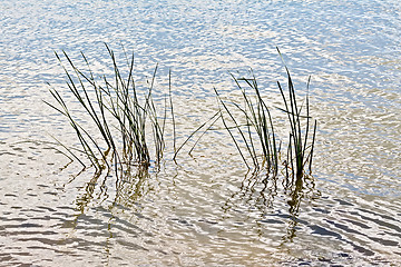 Image showing Reed in water