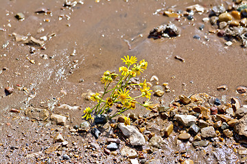 Image showing Flower yellow on the wet sand