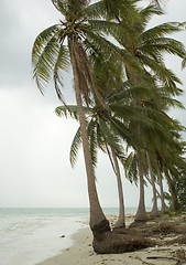 Image showing palm