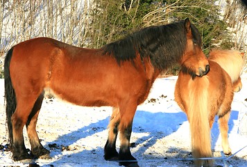 Image showing Horses