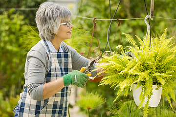 Image showing Taking care of plants