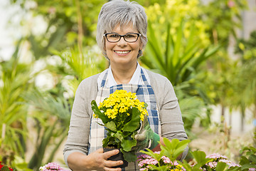 Image showing A day in a green house