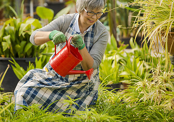 Image showing Mature woman watering flowers