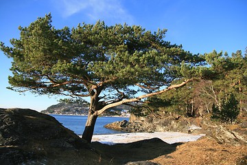 Image showing Old pine