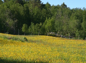 Image showing Summer fields