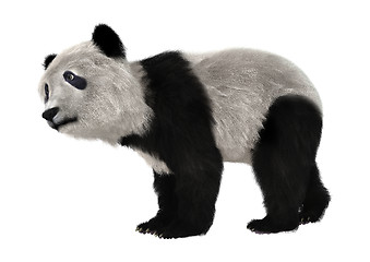 Image showing Panda Bear Cub