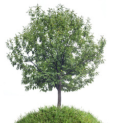 Image showing Chestnut Tree Cutout