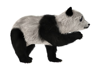 Image showing Panda Bear Cub