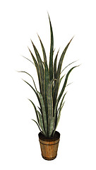 Image showing Sansevieria on White