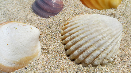 Image showing Closeup of sea shells on the sand 