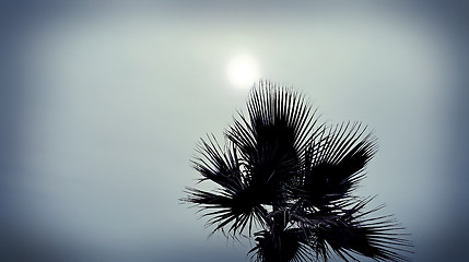 Image showing Palm tree against a cloudy sky with sun 