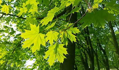 Image showing Beautiful spring leaves of maple tree