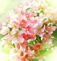 Image showing branch of a blossoming tree