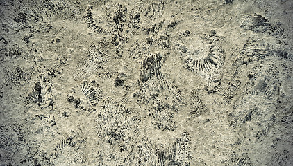 Image showing Ammonite fossils on a rock