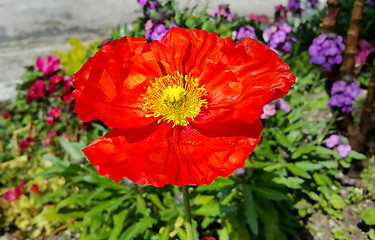 Image showing Beautiful red blooming poppy