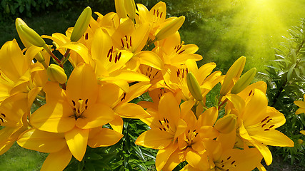 Image showing Beautiful bright yellow lily and sunlight