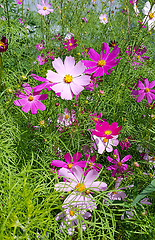 Image showing Beautiful Cosmos flowers