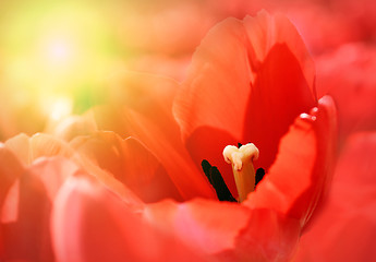 Image showing Beautiful red tulips with sunlight