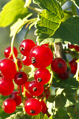 Image showing Branch of ripe redcurrant berries