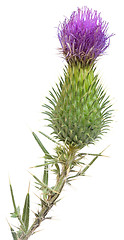 Image showing Burdock Cutout