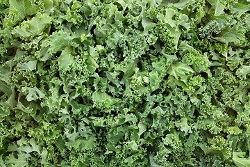 Image showing Shredded kale leaves background