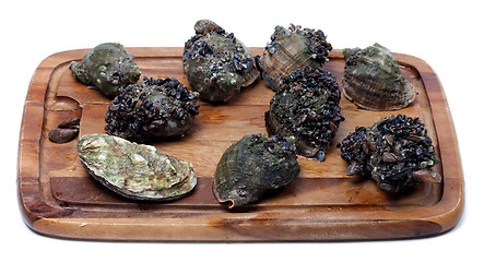 Image showing Veined rapa whelk and oyster on wooden kitchen board