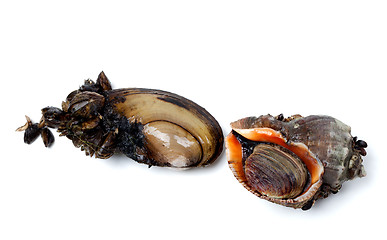 Image showing River mussels (Anodonta) and veined rapa whelk