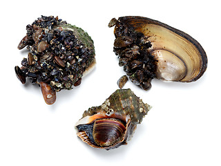 Image showing Veined rapa whelk and river mussels (anodonta)