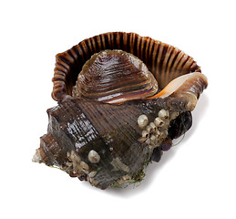 Image showing Veined rapa whelk