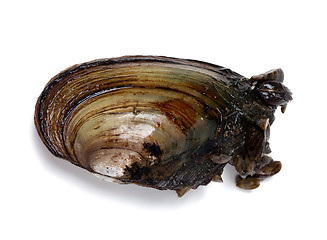 Image showing River mussel (Anodonta) with small mussels
