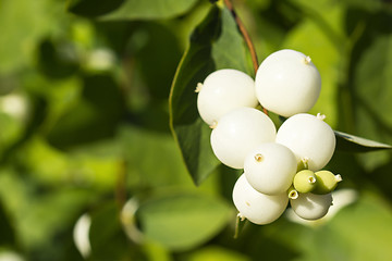 Image showing Snowberry bush close