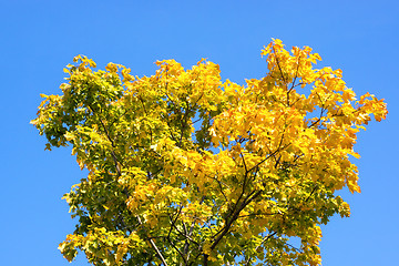 Image showing Yellow and green maple