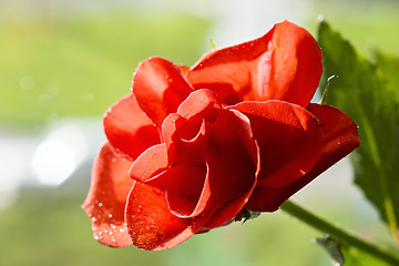 Image showing Single red rose