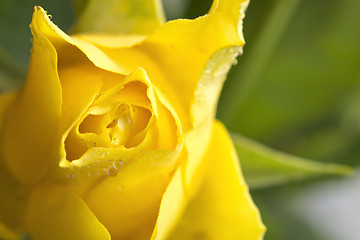 Image showing Yellow rose macro