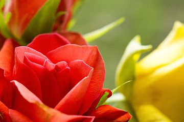 Image showing Some roses