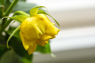 Image showing Yellow rose flower