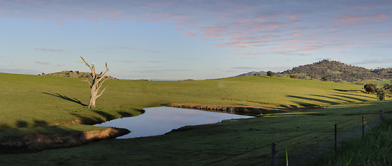 Image showing Cockatoos roost at a watering hole Wyangala