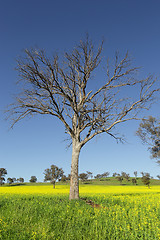 Image showing Canola fields