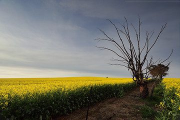 Image showing Golden Canola rural farmland