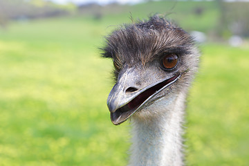 Image showing Happy emu