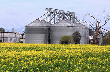 Image showing Bilimari canola and grain silos