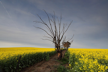 Image showing Canola field in morning light