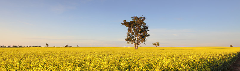 Image showing Morning Light on Canola fields