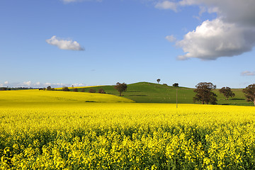 Image showing Golden canola flowering in springtime