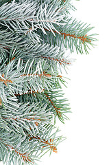 Image showing Green Spruce Branches