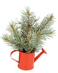 Image showing Green Spruce Branches Bunch