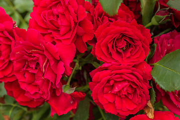 Image showing beautiful red roses for romatic background